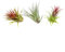 Iflo Tillandsien Pflanzen Echt im Mix - Hängend Stehend Deko Air Bowl Tillandsia Luftpflanzen, Terrarium Pflanzen, Spanisches Moos (3X)