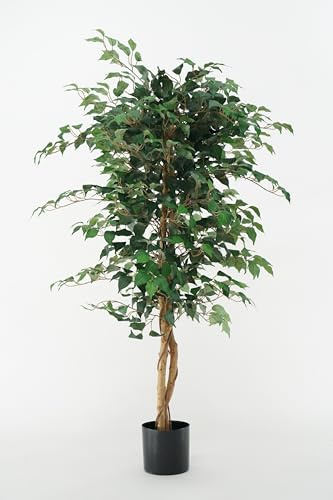 Ficus Benjamin Kunstpflanze mit geflochtenen Stämmen, Naturholz und Blättern, Polyesterseide (Ficus-Benjamin 150 cm)
