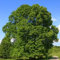 Müller Münchehof GmbH Baum des Jahres 1991 - Sommerlinde im Container Größe 125 bis 150 cm