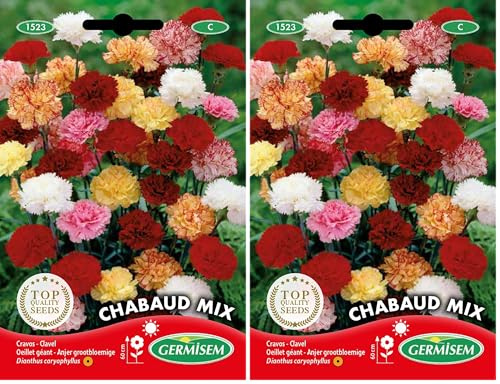 Germisem Gartennelken EC1523 mehrfarbig (Packung mit 2)