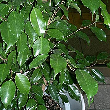 Potseed Ficus benjamina - 20 Semillas