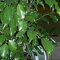 Potseed Ficus benjamina - 20 Samen