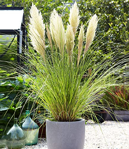BALDUR Garten Weißes Pampasgras im 14 cm XL-Topf,1 Pflanze, wahrhaft königlich & stattlich, imposante, silbrig-weiße Blüten-Wedel, winterhart & pflegeleicht, mehrjährig