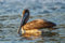 adrium Acryl-Bild 60 x 40 cm: Brauner Pelikan - Pelecanus occidentalis, großer Wasservogel beim Angeln an der amerikanischen Pazifik- und Atlantikküste, (201543733)