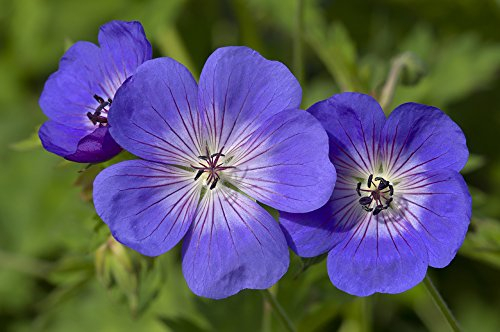 You Garden - 3 x Hardy Geranium 'Rozanne' in 9cm Pots - Plant of The Centaury - Drought Resistant Hardy Perennial Plants for Gardens, Pots, Borders, & Planters