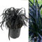 Ophiopogon Planiscapus Nigrescens - Black Dragon Grass - Black Lilyturf Ready to Plant in 13cm Pot (1)