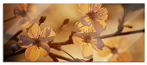 Quadro in vetro panoramico, da parete in vero vetro, fiori bianchi alla luce del sole, 120 x 50 cm, con sospensione e distanziatore