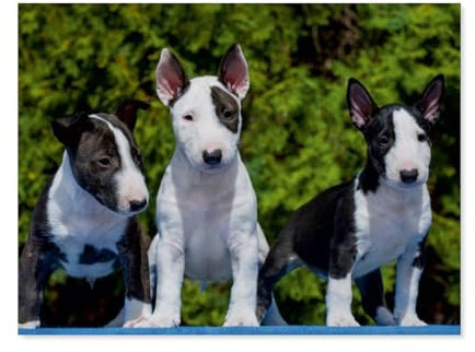 Puzzle 1000 Teile Puzzle，Bullterrier，Erwachsene Kinderspiel Lernspielzeug（38x26cm）-AP14