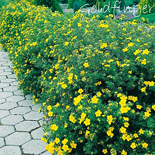 Fingerstrauch 'Goldfinger' Potentilla fructicosa Dasiphora fruticose Strauch mit zitronen-gelben Blüten als Bodendecker, Hecke oder in Einzelstellung von Garten Schlüter - Pflanzen in Top Qualität