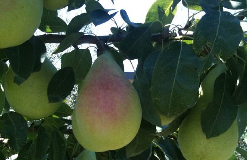 PIANTA ALBERELLO DA FRUTTO ALBERO DI PERA COSCIA 181