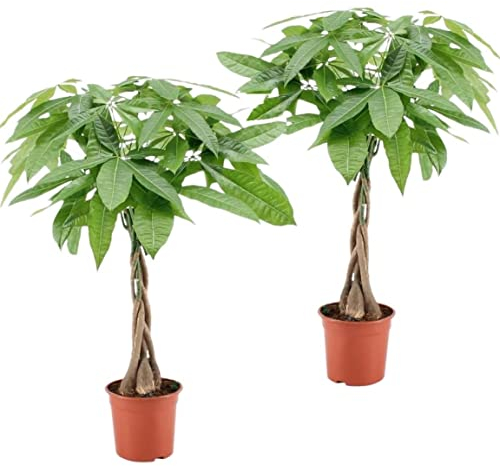 Plant in a Box - Pachira Aquatica - Height 60-70cm - Set of 2 - Money Tree - Real Indoor houseplant - Green air Purifying Plant - Pot 17cm