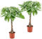 Plant in a Box - Pachira Aquatica - Height 60-70cm - Set of 2 - Money Tree - Real Indoor houseplant - Green air Purifying Plant - Pot 17cm