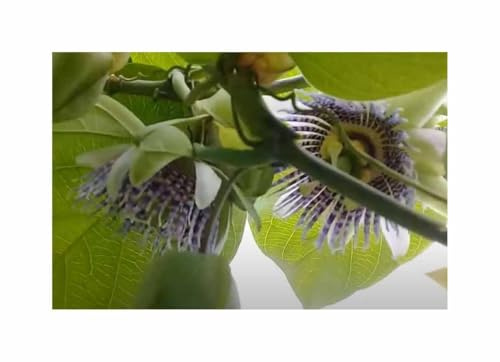 Pcs - 10x Passiflore Ligularis Fruits de la Passion Frut Comestible Plantes - Graines ID1770 - Seeds & Plants Shop by Ipsa