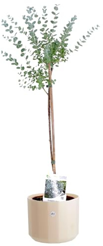 KENTIS - Eucalyptus Gunnii - Alberello Eucalipto - Piante Vere da Esterno Resistenti - Pianta da Giardino Antizanzara - H 40-50 cm Vaso Ø 15 cm