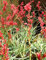 Erbstück 10 Samen HESPERALOE PARVIFLORA Exotische Saftige Seltene Glockenblume Yucca Aloe Seed