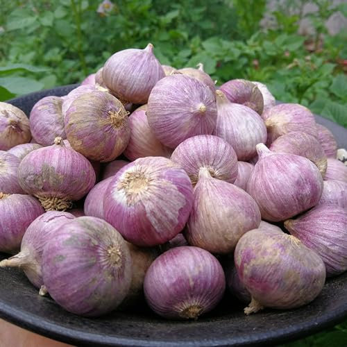 200 piezas Semillas de ajo para plantar - Allium sativum - Semillas de hortalizas de invierno, semillas de plantas de interior. comprar semillas de ajo semillas de jardín, semillas