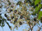 Japanische Aralie Aralia elata Pflanze 5-10cm Angelikabaum Teufelskrückstock