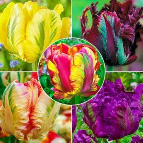 Tulpen zwiebeln Eine Starke Pflanze Mit Gutem Gemischt Wachstum Winterhart Mehrjährig