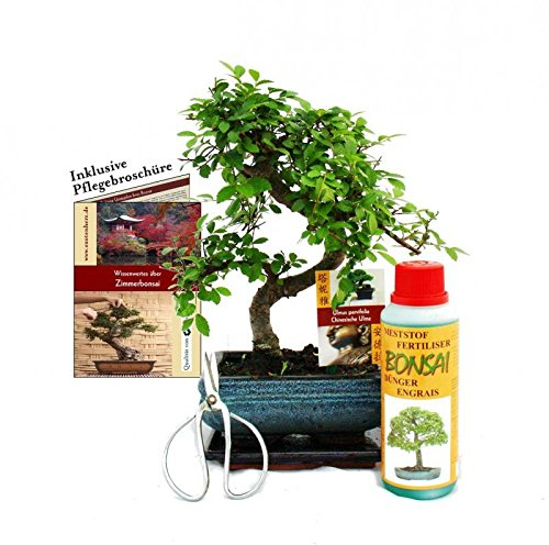 Exotenherz - Geschenkset Bonsai Ulmus - Chinesische Ulme - ca. 6 Jahre alt - Anfänger-Set
