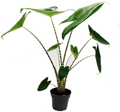 Exotenherz - Alocasia zebrina - Tiger-Pfeilblatt - 14cm Topf - 35-45cm hoch