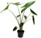 Exotenherz - Alocasia zebrina - Tiger-Pfeilblatt - 14cm Topf - 35-45cm hoch