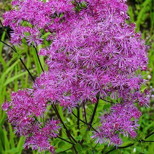 Thalictrum Black Stockings | Meadow Rue Plant | Hardy Perennial Plants Garden Ready | Shade Loving Plants Outdoor | Garden Ready Plants | Drought Tolerant Garden Ready (3 Litre Pot, 20-30cm)