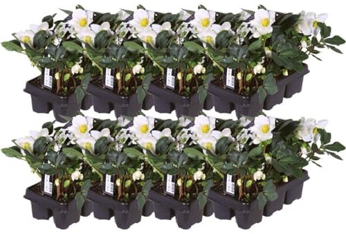 Plants by Frank | Set von 48 Christrosen Pflanzen | 48x Helleborus niger 'Christmas Carol' | 7 cm Ø | 20 cm | Winterharte Christrosen Pflanzen | Gartenpflanzen | Winterharte Pflanzen für Garten