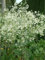Portal Cool Mar Kale Crambe cordifolia gigante Colewort X 4 Tangas esquejes de raíces frescas