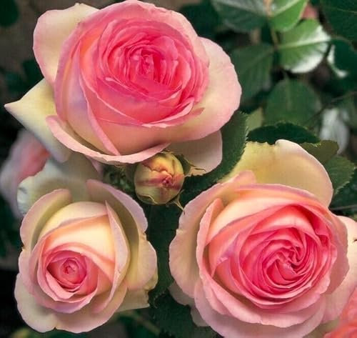 Rosa rampicante bianca sfumata rosa Pierre de Ronsard bellissimo esemplare pianta di rose rifiorente in vaso ø20 cm h. 2 metri circa Vivaio di Castelletto