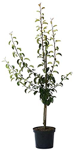 Alexander Lucas Winterbirne Buschbaum als Birnenbaum ca. 110-140 cm 10 Liter Topf Unterlage Quitte A