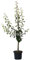 Alexander Lucas Winterbirne Buschbaum als Birnenbaum ca. 110-140 cm 10 Liter Topf Unterlage Quitte A