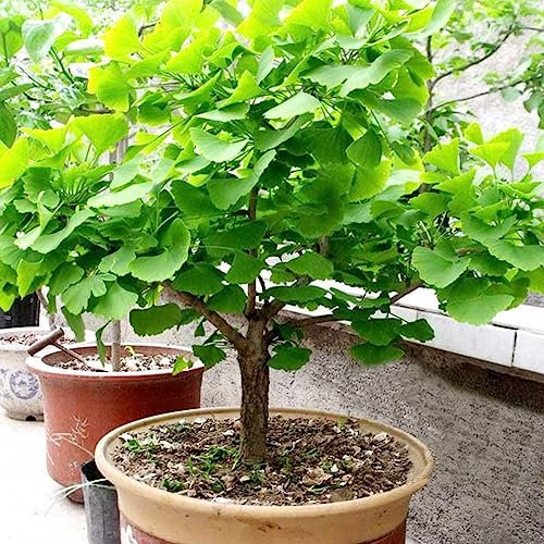 Generic Semi di Biloba, 20 Pz Semi di Ginkgo Biloba Bonsai Pianta in vaso Paesaggio Decorazione del giardino di casa 1