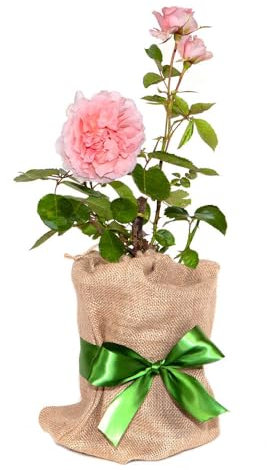 YouGarden Gift Wrapped Rose Thank You, 4 Litre Potted Rose, Wrapped in a Hessian Bag, Ready to Plant, The Thank You Gift