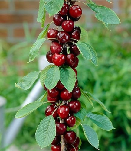 BALDUR Garten 2x Säulen-Kirschen 'Stella', Pflanzen wurzelballiert | Prunus avium Säulenobst Kirschbaum, winterhart & mehrjährig, platzsparende Säule für kleine Gärten, Balkone & Terrassen