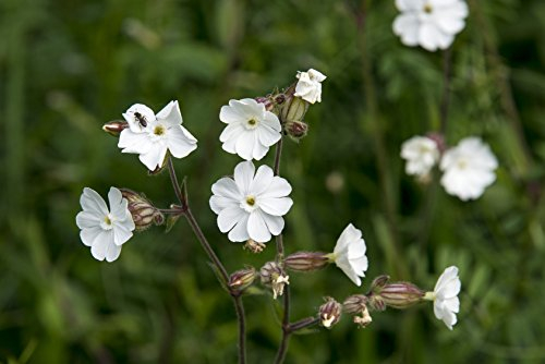 Weiße Lichtnelke Silene latifolia (Silene alba) 1000 Samen