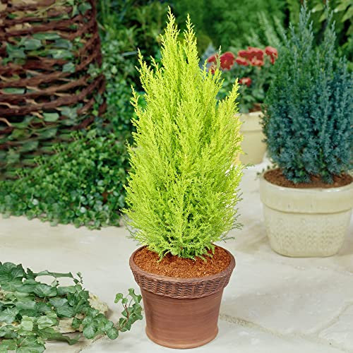 Cupressus Cypress 'Wilma' - Outdoor Plant with Attractive Evergreen Foliage