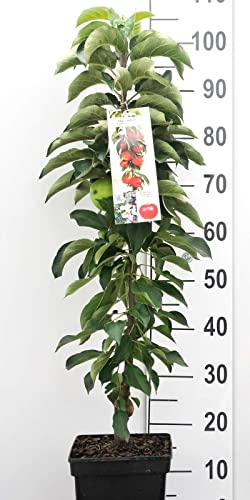 Apfel Säulen Zwergobstbaum oder Mini Obstbaum Apfelbaum green sensation