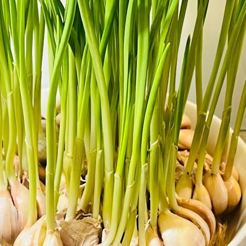 5 pcs pflanzknoblauch winterhart bio - steingartenpflanzen winterhart knoblauch pflanzen, steckknoblauch winterhart gemüsepflanzen nachhaltige geschenke deko pflanzen gemüsebeet exotische