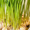 5 pcs pflanzknoblauch winterhart bio - steingartenpflanzen winterhart knoblauch pflanzen, steckknoblauch winterhart gemüsepflanzen nachhaltige geschenke deko pflanzen gemüsebeet exotische