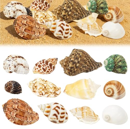 Touosy 12 Pièces Coquillage Decoration Coquilles Saint Jacques Decoration Aquarium pour Faire des Bijoux Bricolage à Domicile Vase Remplissage Plage Thème Fête Mariage Travaux Manuels