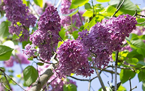 20seeds, LILAS 'Oldfashioned' ~ Violet/Rose ~Syringa vulgaris ~ Arbuste vivace