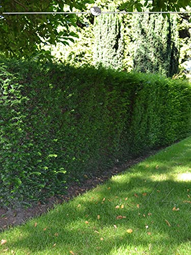Taxus baccata 50-60 cm IM TOPF. 200 Eibe Heckenpflanzen. Eibe Hecke = immergrün