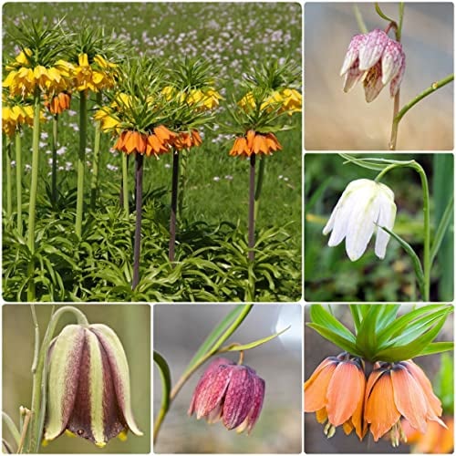 5 Stück zwiebeln kaiserkronen knollen mehrjährig kaiserkrone zwiebel Fritillaria - Seltene Pflanzen serie - blumenzwiebeln mix bienen geschenk frühlingsblumen bienenweide nachhaltigkeit geschenke
