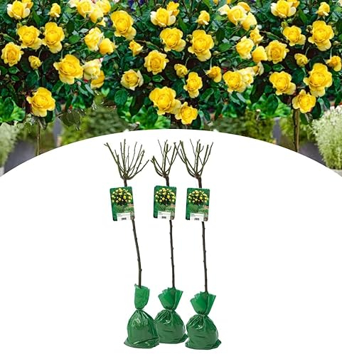 NatureNest, Stammrose XXL, Rosa, Gelb, 3 Stück, 110-140 cm, Gartenpflanzen, Blütenpracht
