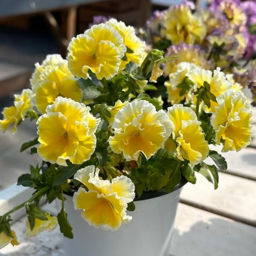 30 pz Semi di viola cornuta resistenti - semi di fiori come regalo per gli ospiti Semi di viola cornuta, copertura del terreno, pianta perenne Regalo da giardino con semi di fiori