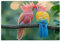 Puzzle 3000 Teile Papagei, Landschaft Holz XXL Puzzle Erwachsene mit Schachtel und Poster, Schwierige, Herausfordernde und Interessant Spiele für Anfänger, Männer/Frauen Wohndekoration Geschenke 1T-45