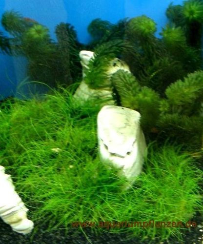 Nano IX Set Aquarium 30 l, Pflanzen, Kies, Deko