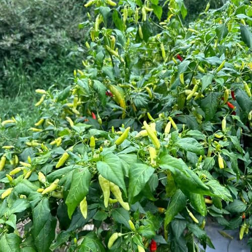 chili pflanzen samen chilisamen balkon gemüse bio saatgut seltene pflanzen exotische samen pflanzen garten gemüse samen kräuter samen hochbeet balkon winterharte pflanzen für garten, 200pcs