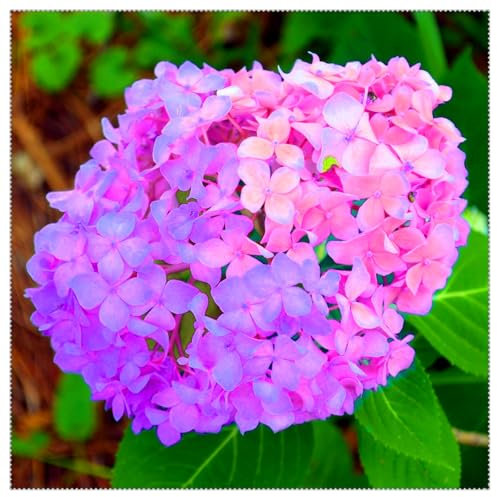 Regenbogen aus wunderschönen Hortensien – winterharte mehrjährige Blumenzwiebeln in seltenen Farben, romantische Innen- und Gartendekoration-1 zwiebel-B