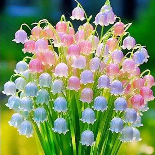 Lily of The Valley-Potted/Resistant/Bedding/Gorgeous/Plants/Rhizome/Ornamental-D-3 Bulbs